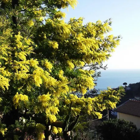 Le Mimose * Vietri