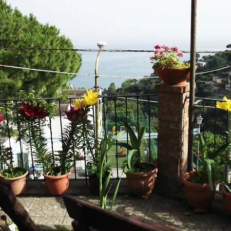 Le Mimose *