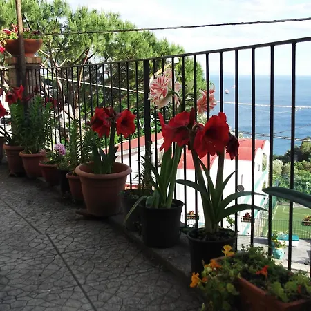 Le Mimose
