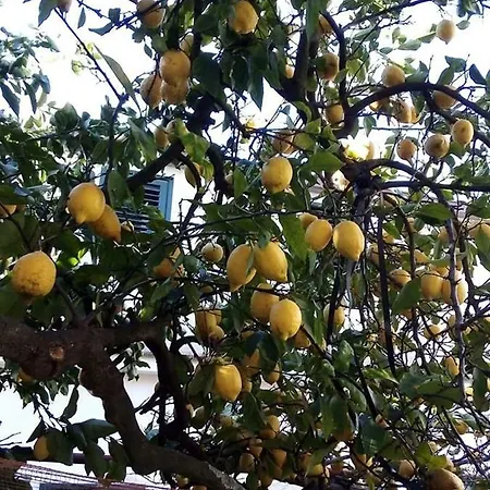 Le Mimose Ferienhaus *