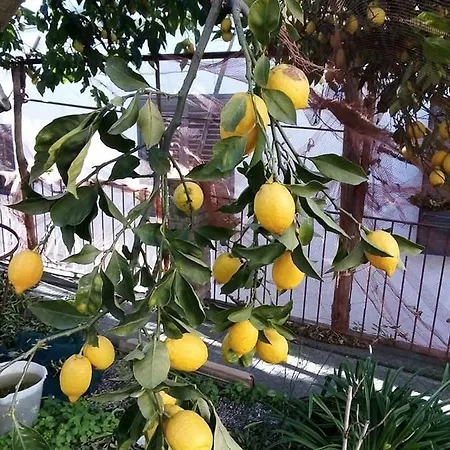 Le Mimose *