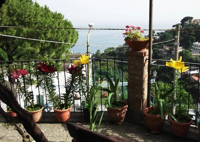 Le Mimose *