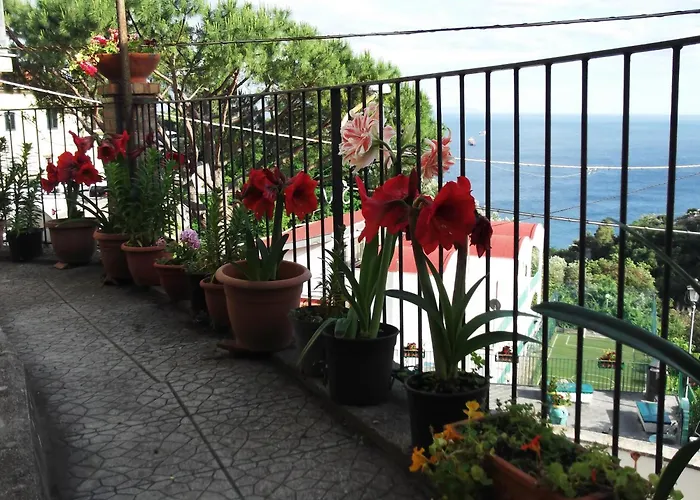 Le Mimose